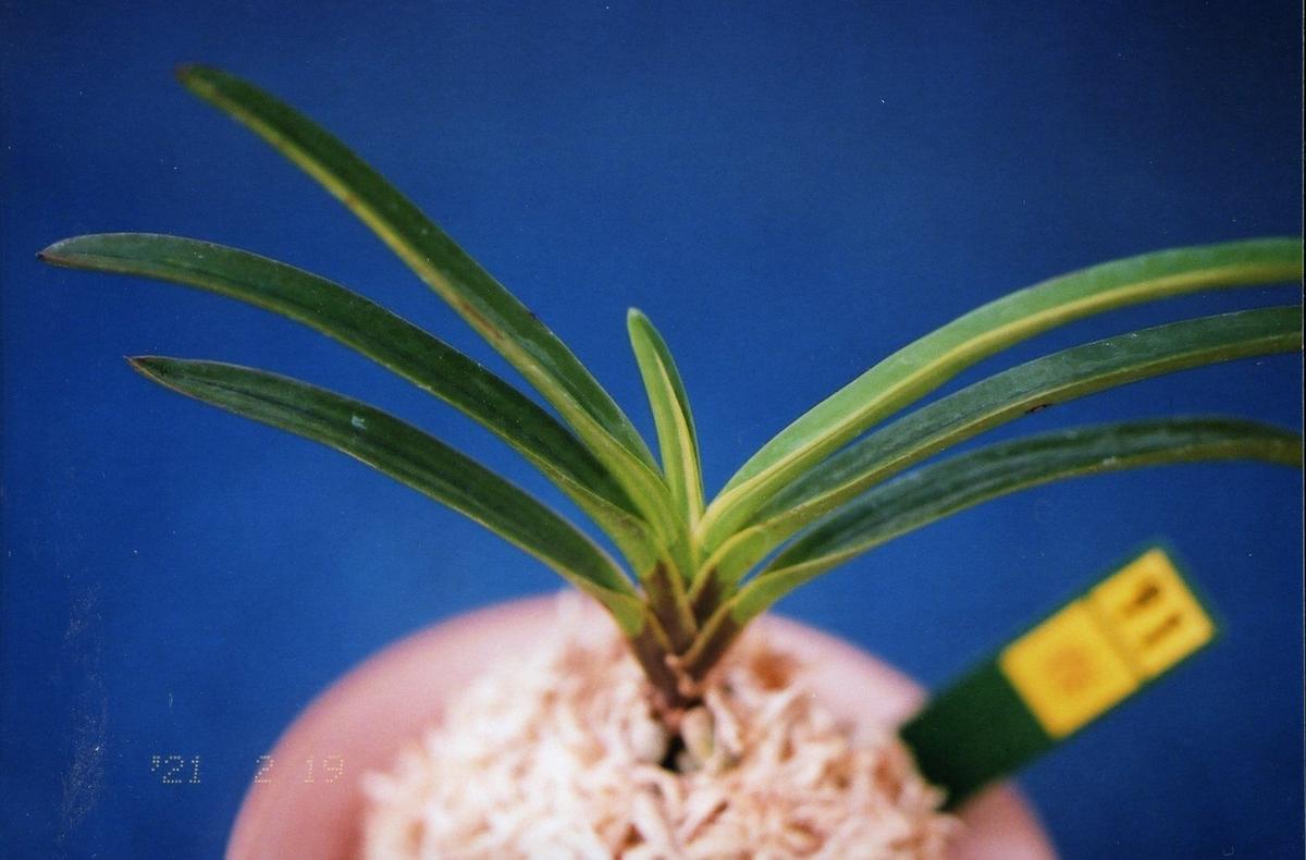 2024 富貴蘭 白牡丹(白縞系) 富貴蘭 白牡丹(白縞系)