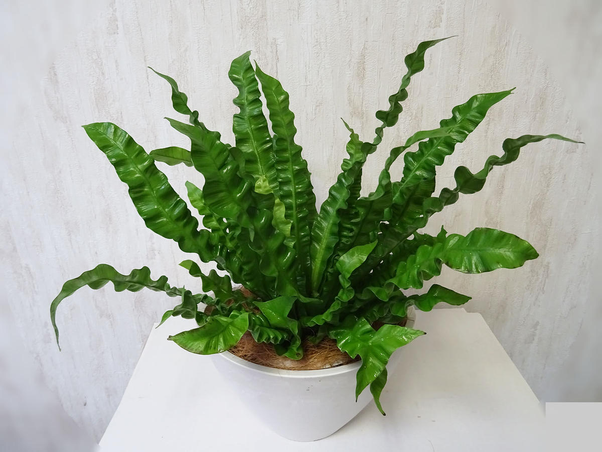 アスプレニウム エメラルドウェーブと舟型鉢カバー白 Kazemidori