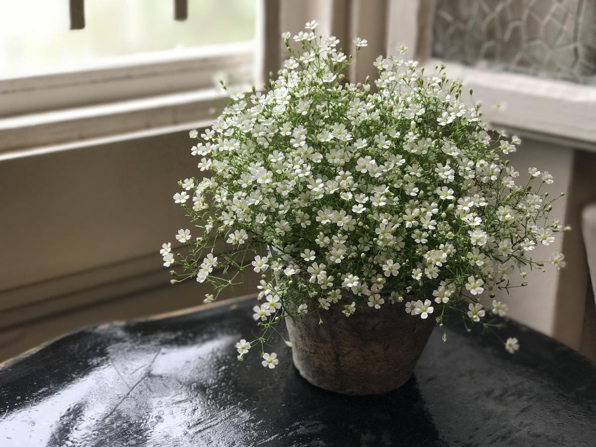 かすみ草 鉢植え Kiccorie