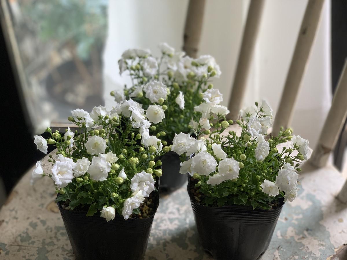 カンパニュラ ホワイトワンダー Kiccorie