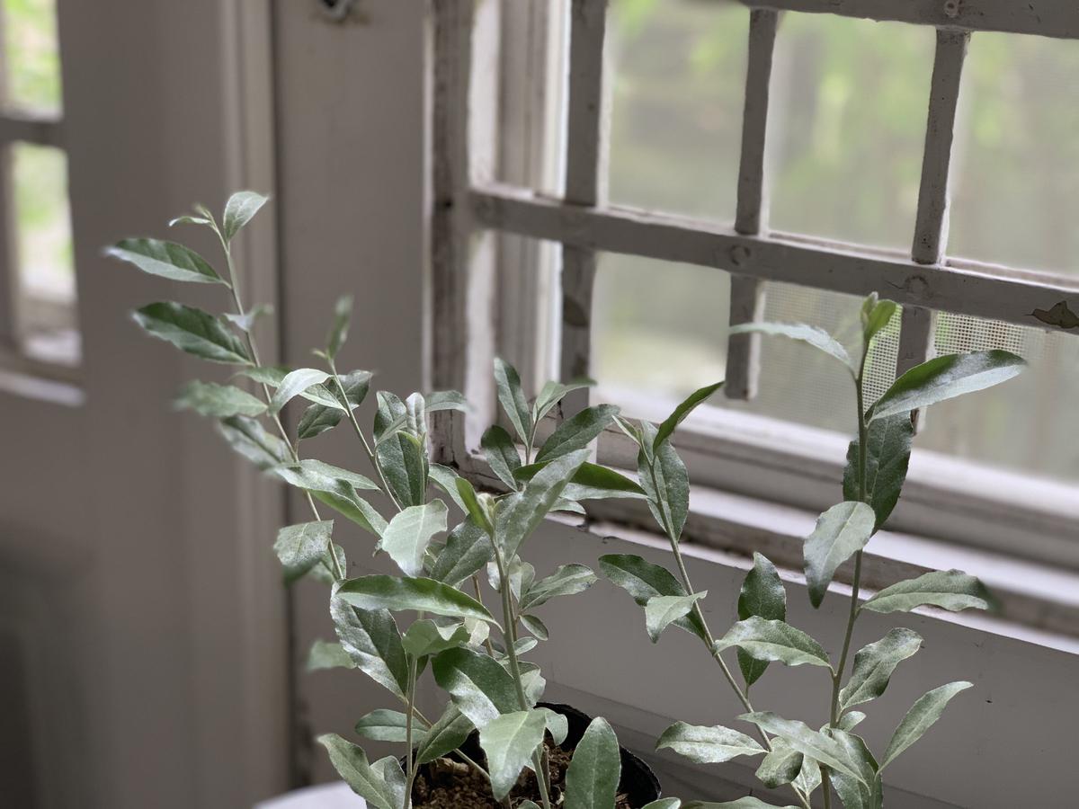 オリーブ、ブルーベリー2種、特大グミの木2種．河津桜の木