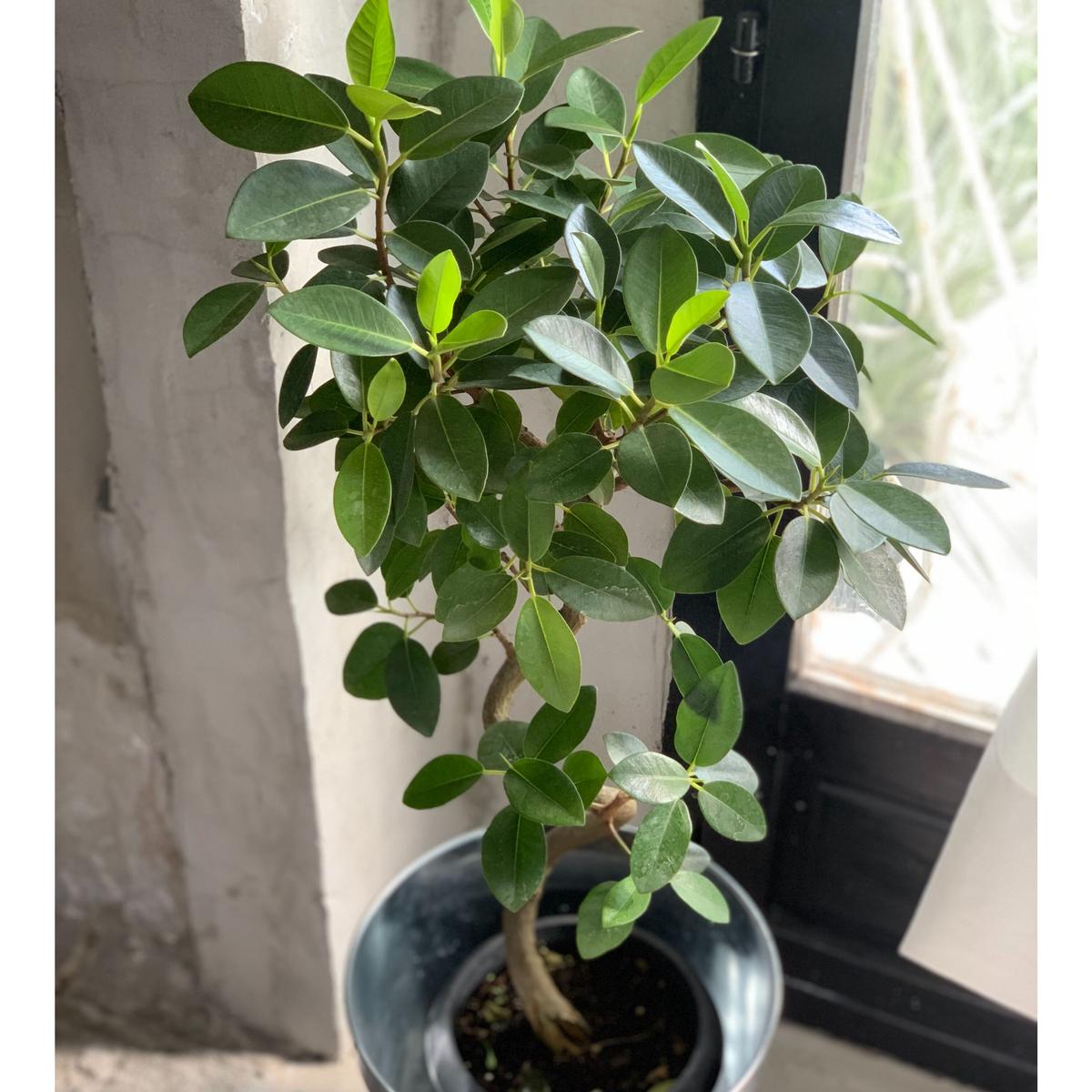 観葉植物 フランスゴムの木 Kiccorie 観葉植物 フランスゴムの木 Kiccorie