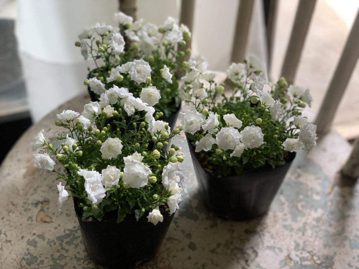 カンパニュラ ホワイトワンダー Kiccorie