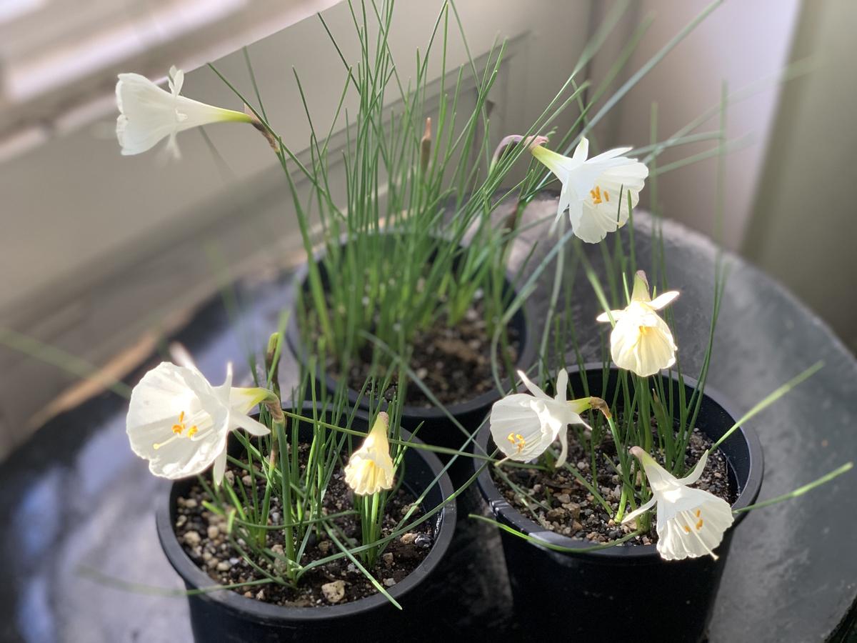 原種スイセン モノフィラス Kiccorie