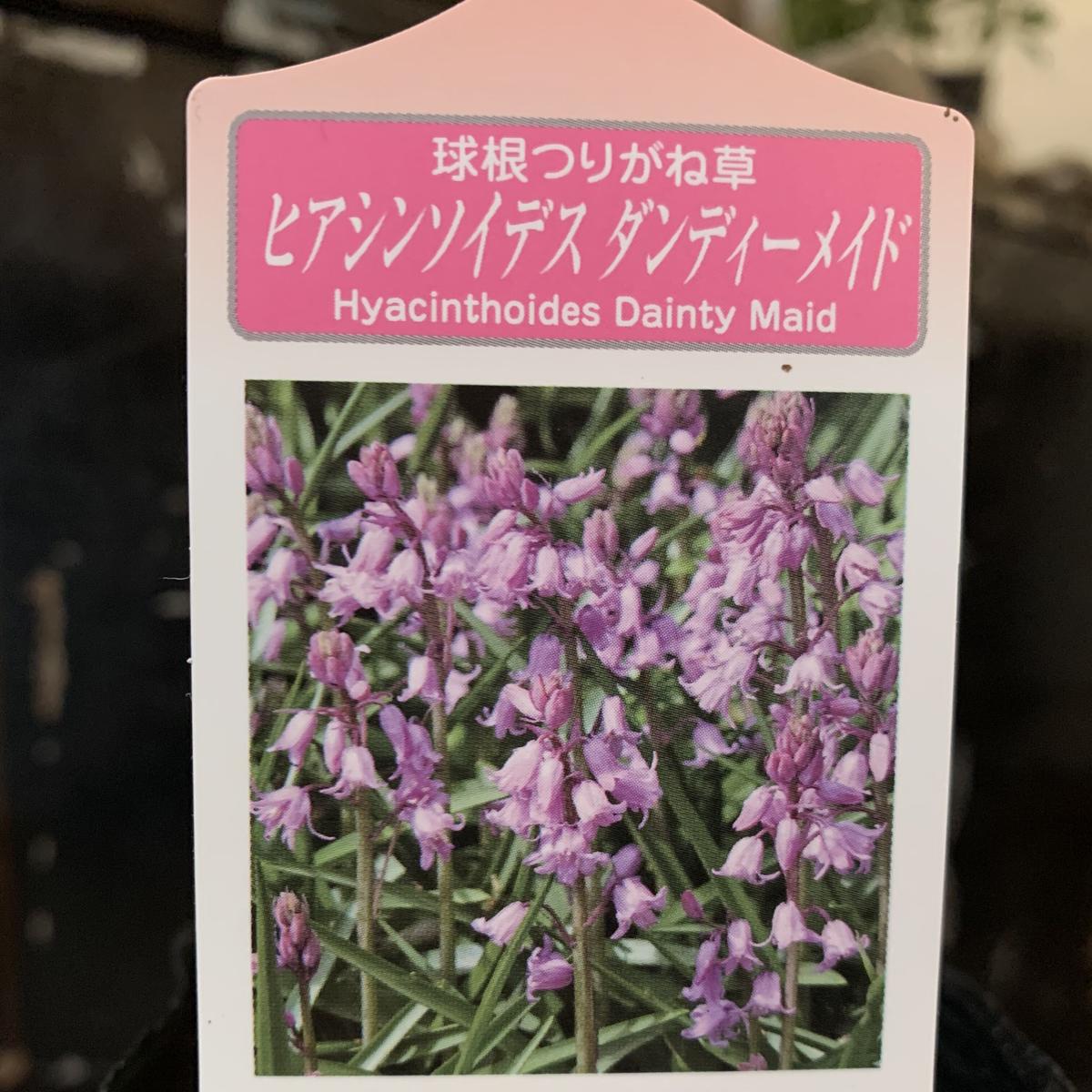 シラー カンパニュラタ 球根つりがね草 Kiccorie