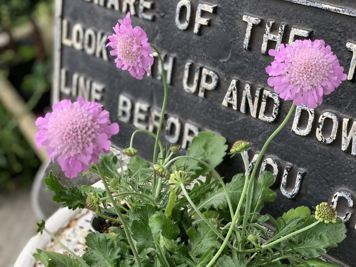 スカビオサ ピンク Kiccorie