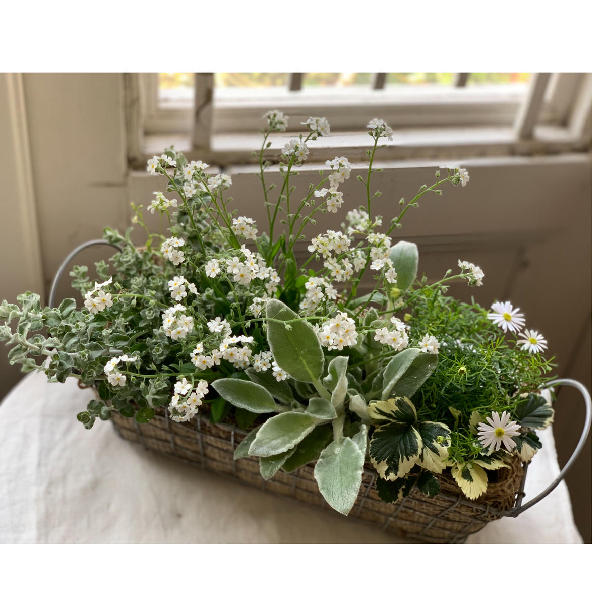 寄植え ワイヤーバスケット Kiccorie