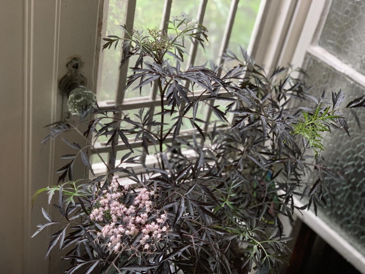 サンブカス ブラックレース 西洋ニワトコ Kiccorie