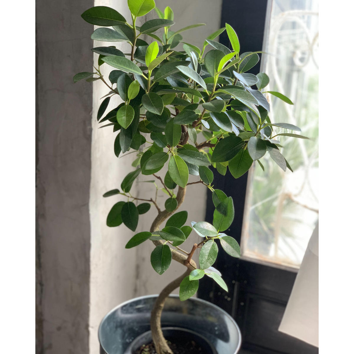 観葉植物 フランスゴムの木 Kiccorie