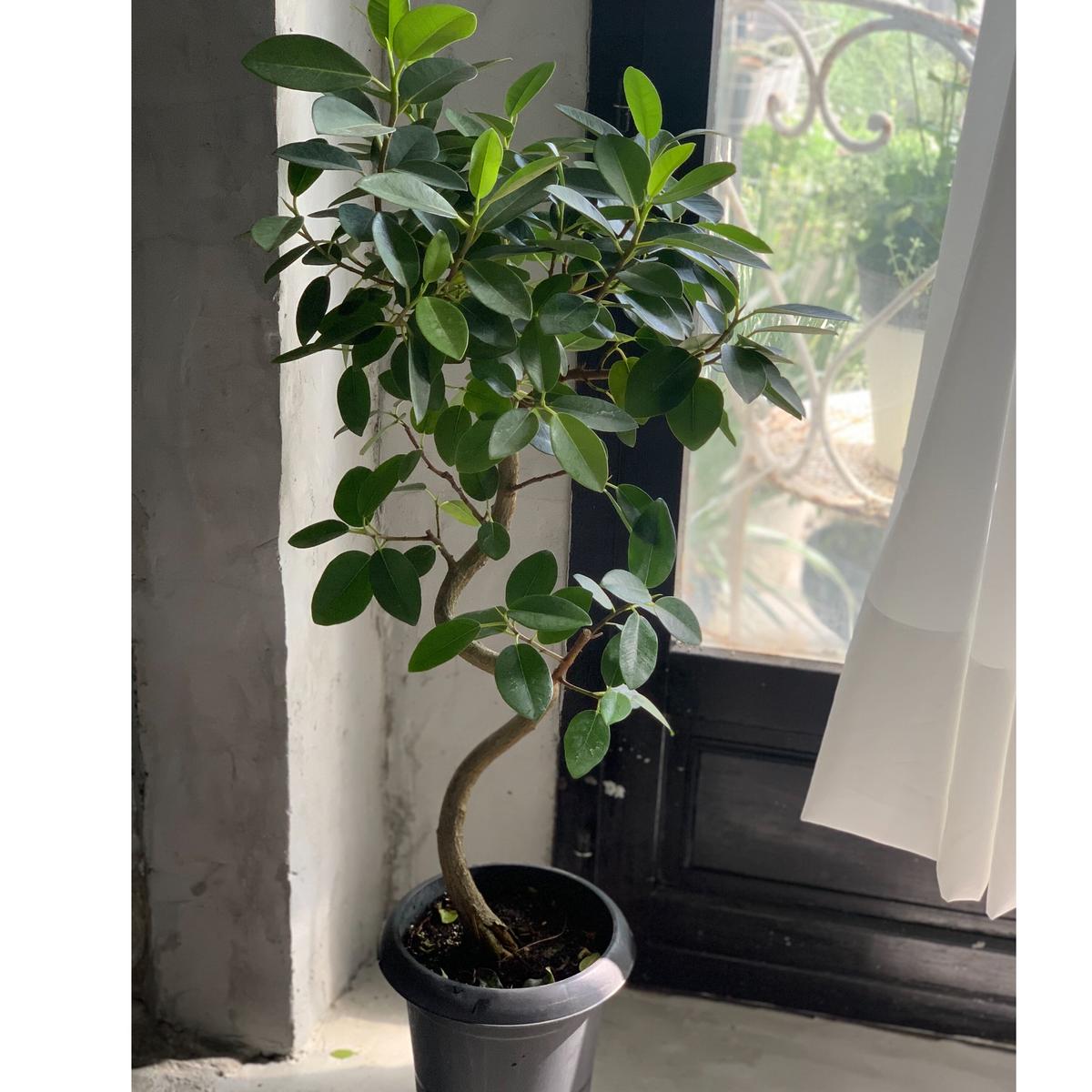 観葉植物 フランスゴムの木 Kiccorie