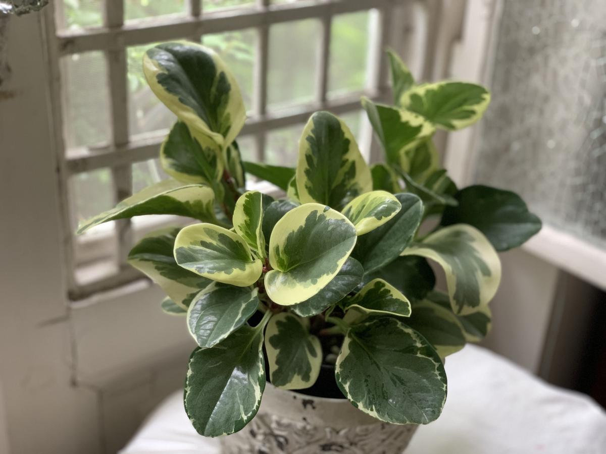 観葉植物 ペペロミア オブツシフォリア Kiccorie