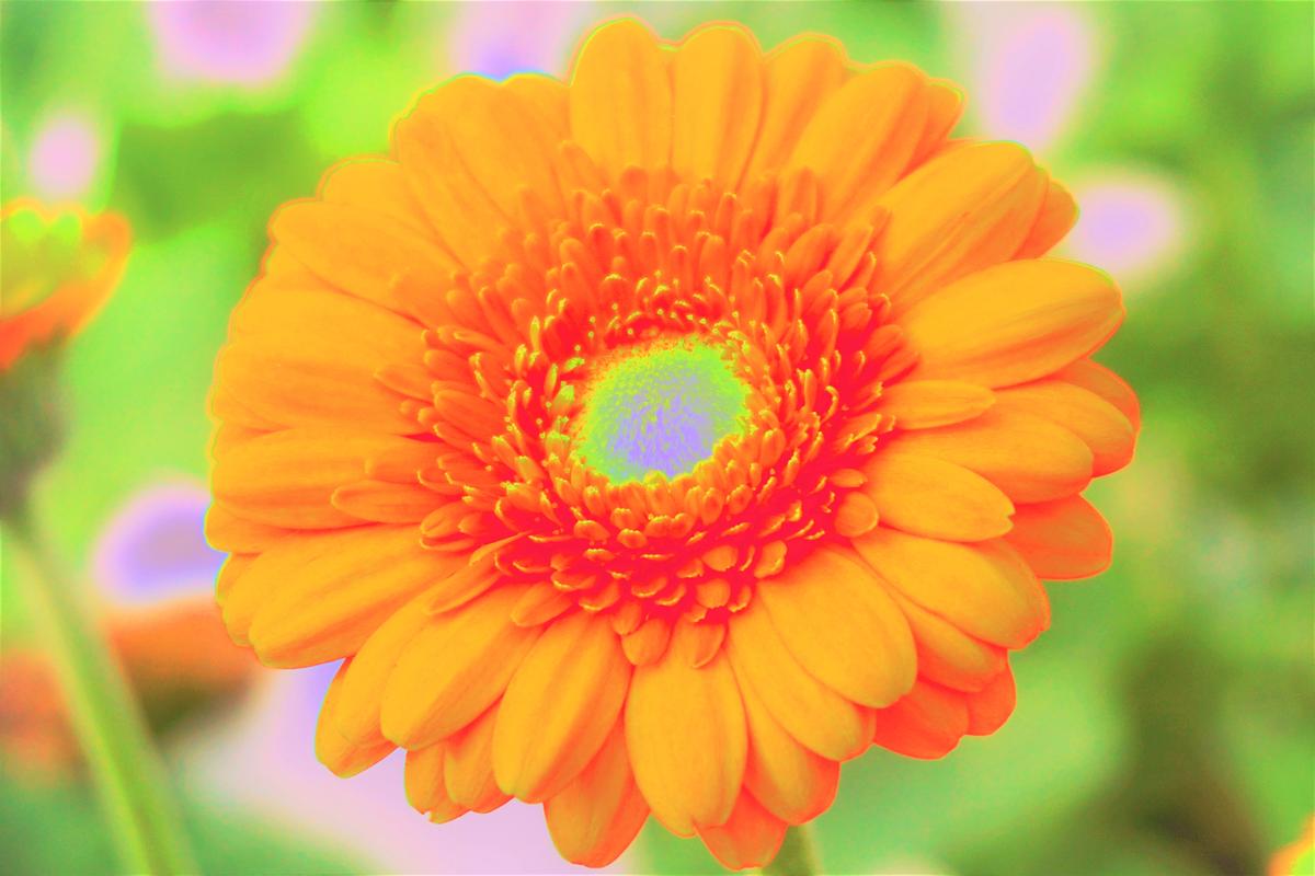 元気のオレンジ ガーベラ エネルギー入り N Natuko Store