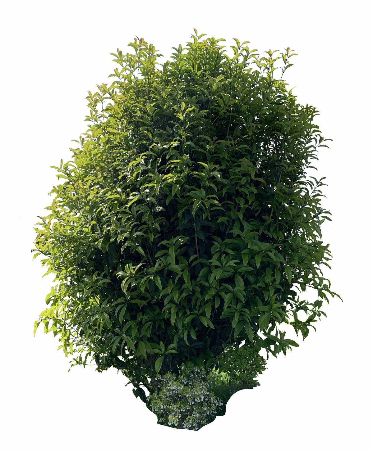 中木 植栽切り抜き レタッチ用高解像度 Kikuchi Design 3d