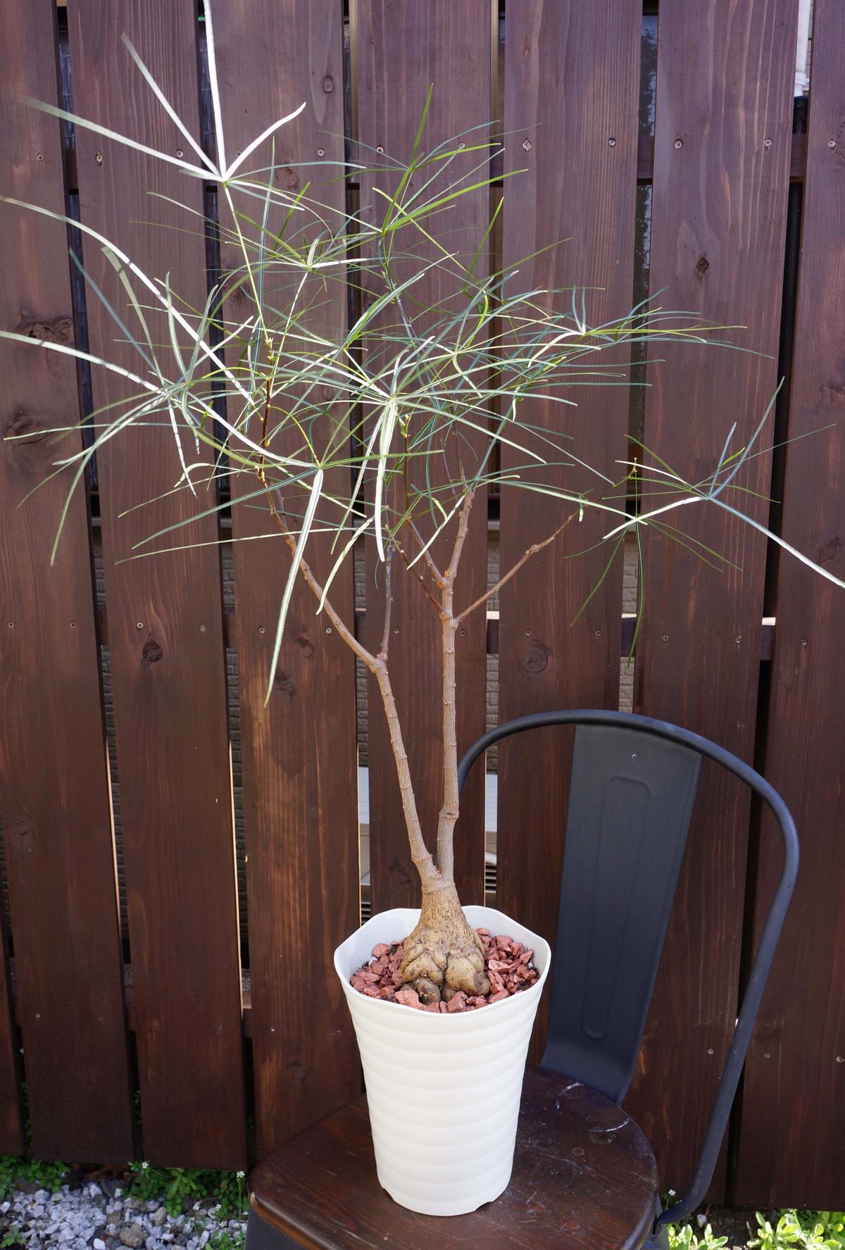 ボトルツリー○観葉植物