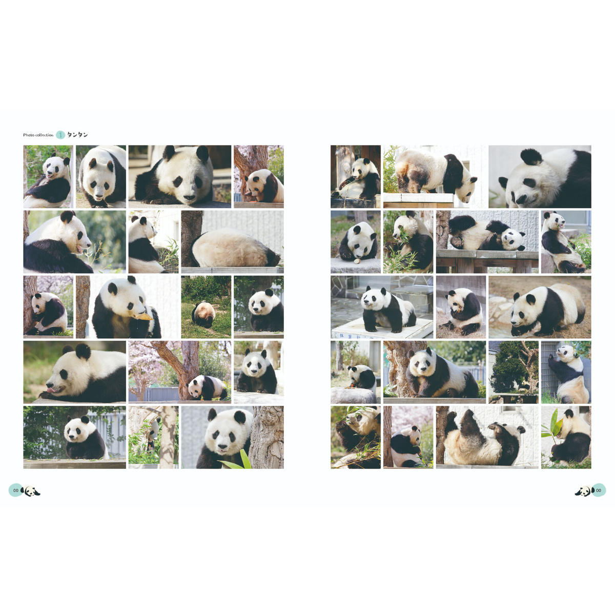 王子動物園 70周年記念☆タンタン クッション☆パンダ