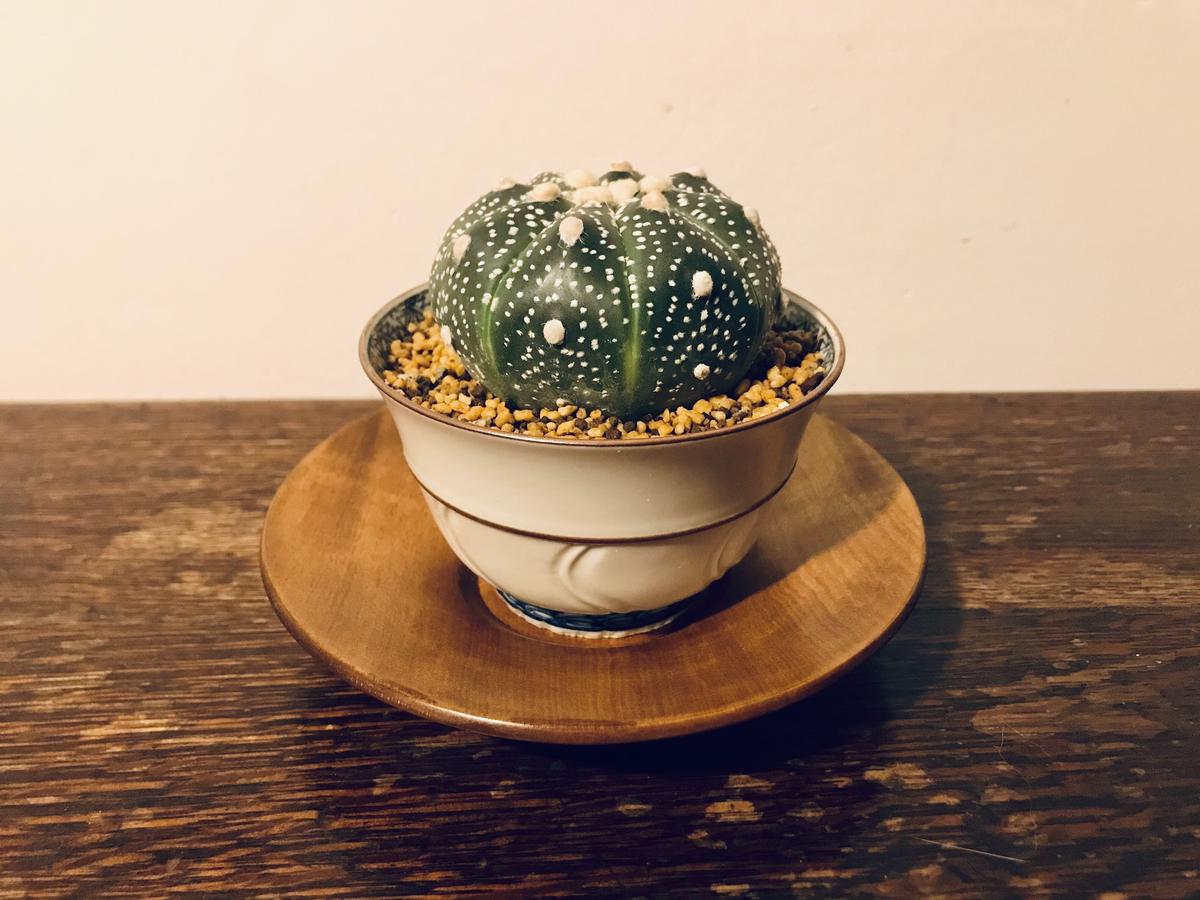 品質満点 Co 411 アストロフィツム 兜丸 サボテン 多肉植物 Www iwearparts Com