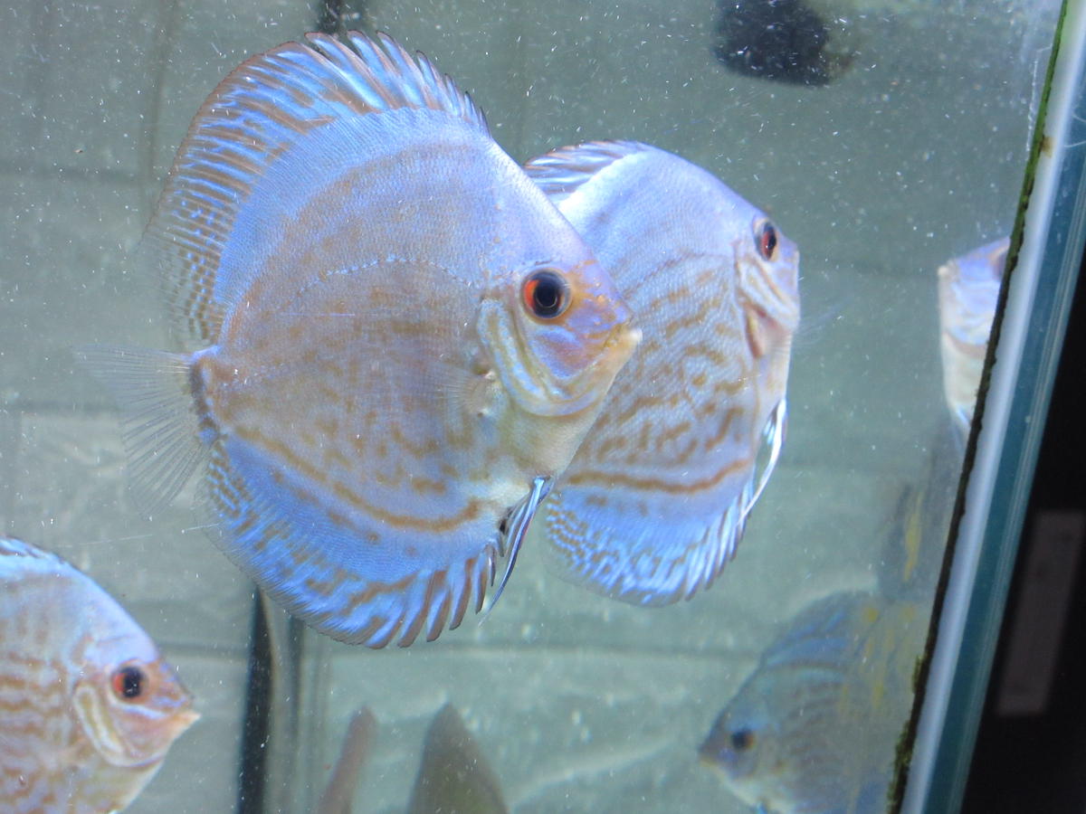 ディスカス セルーリア系新品種GraceBlue若ペア