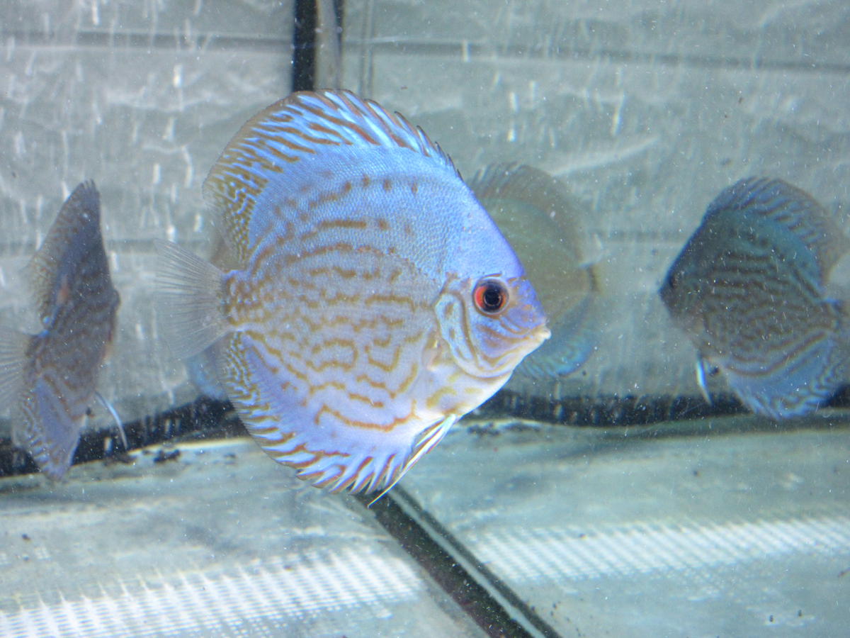 ディスカス　セルーリア系新品種GraceBlue若ペア ディスカス セルーリア系新品種GraceBlue若ペア