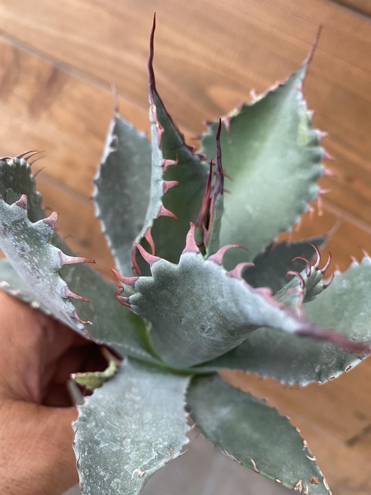 再再再..販 パリーチワワ×ネオメキシカーナ ハイブリッド