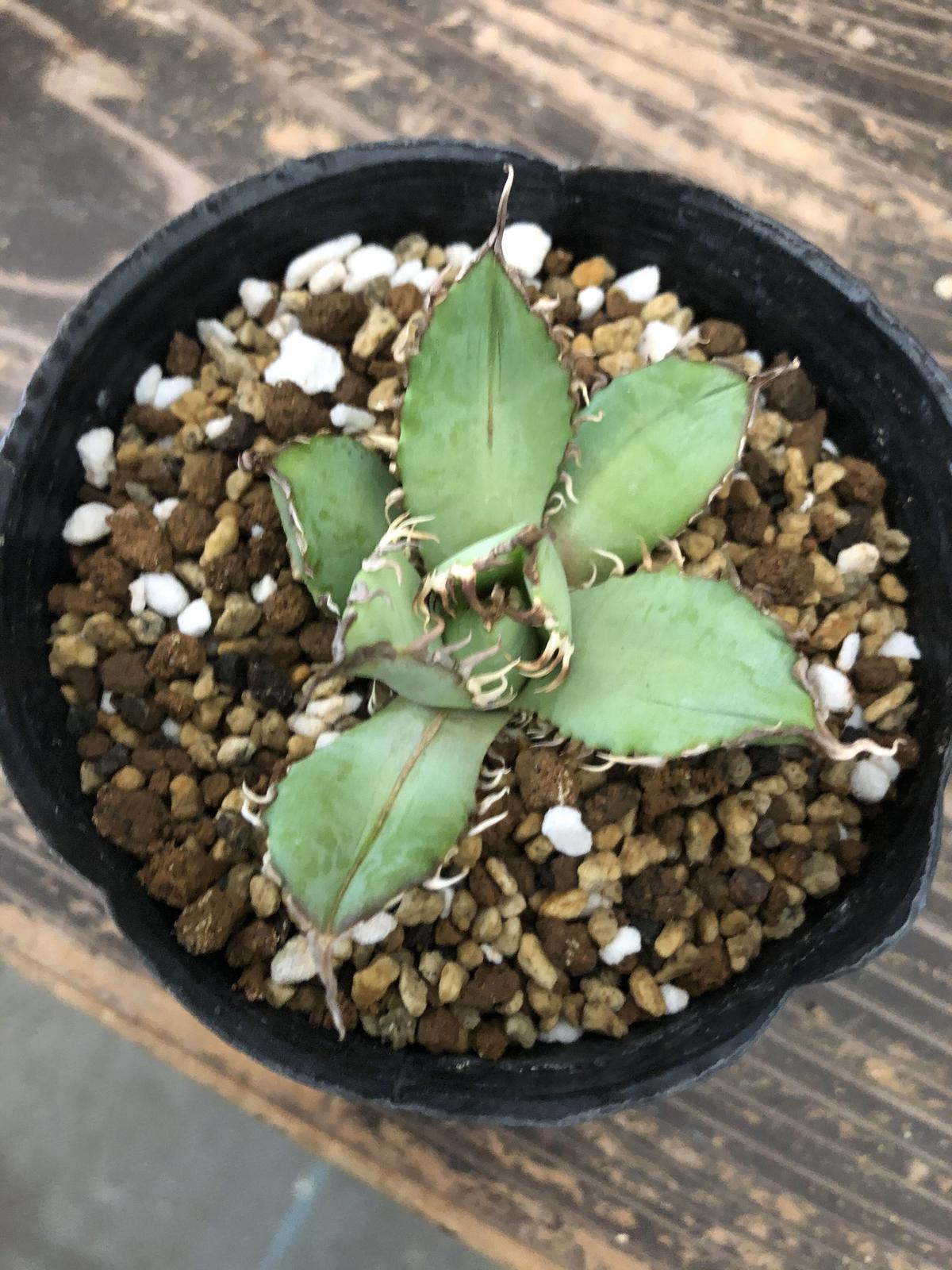 Agave Titanota Filigree 河野園芸