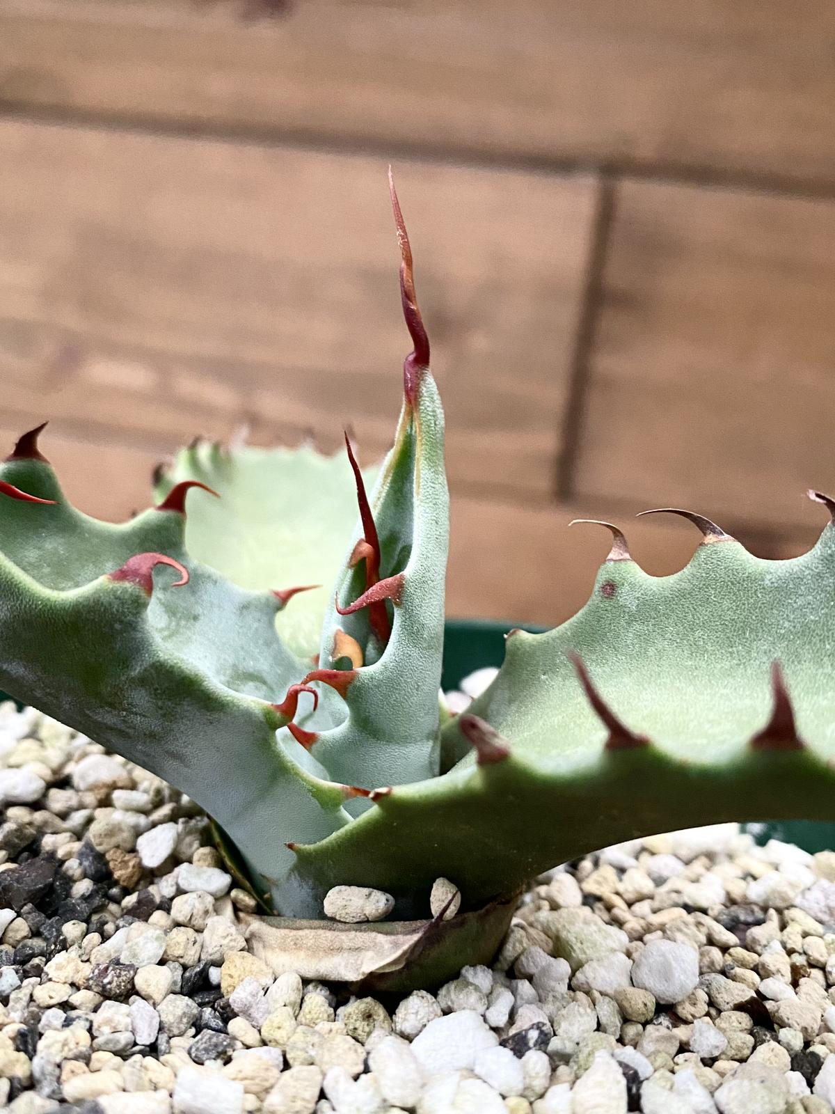 VALIEN DEEP JICARA サイズS アガベ VALIEN DEEP JICARA PLANTS by FRAME サイズS VALIEN DEEP JICARA