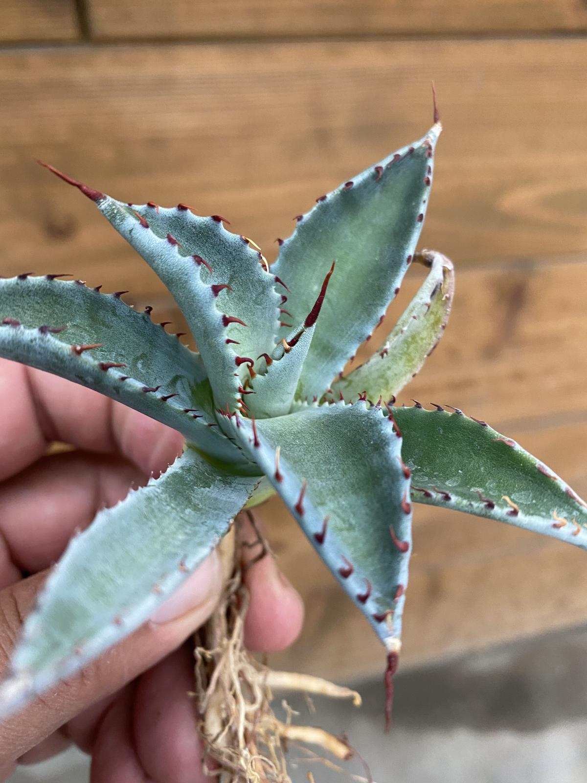 Agave Raptor アガベ ラプター