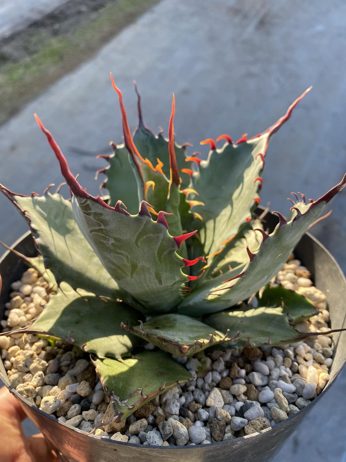 アガベ agave クリスティニー×ポタトラムhyb