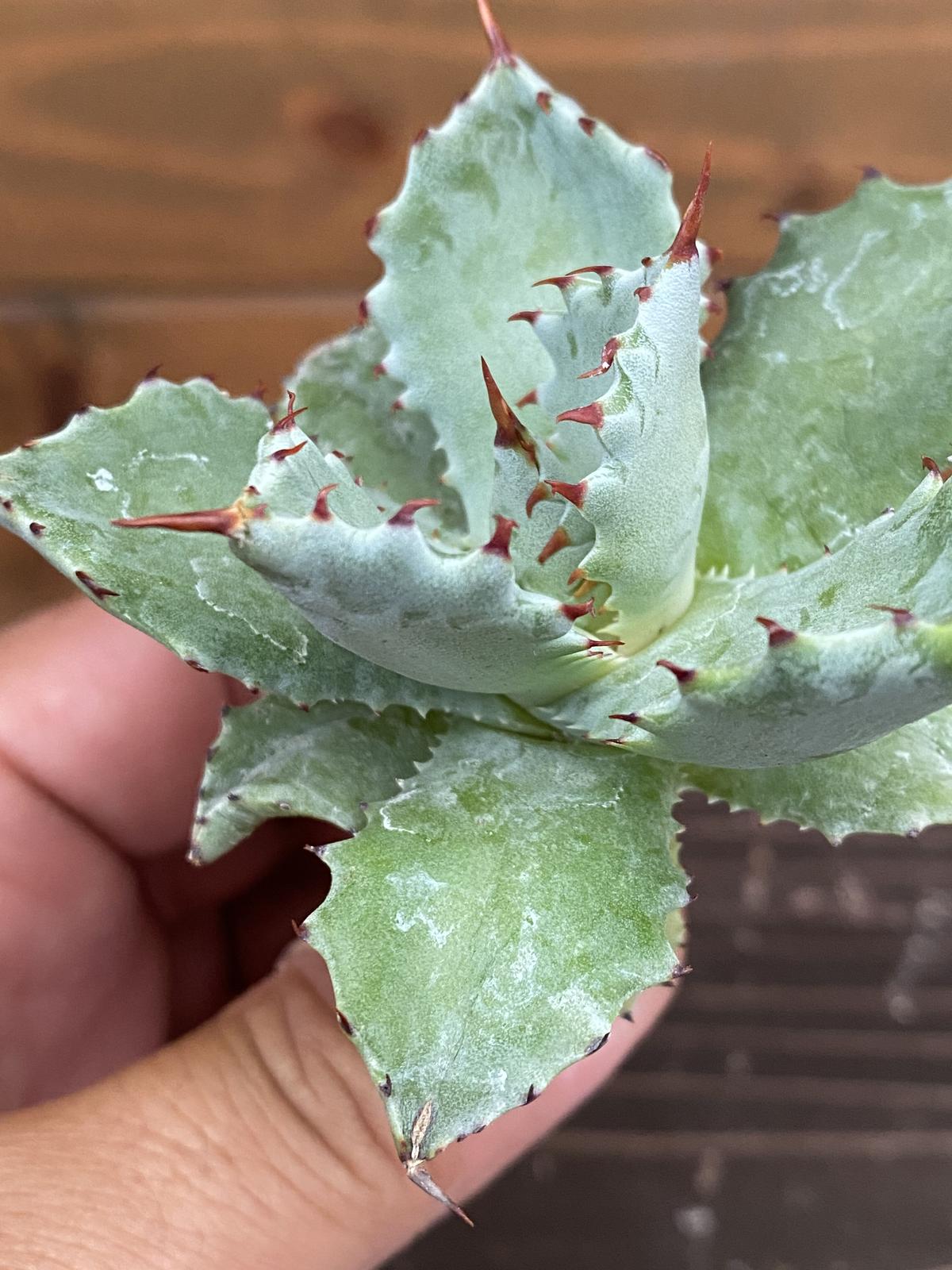 激レア アガベ 姫蠍蟹 子株【発根済み】