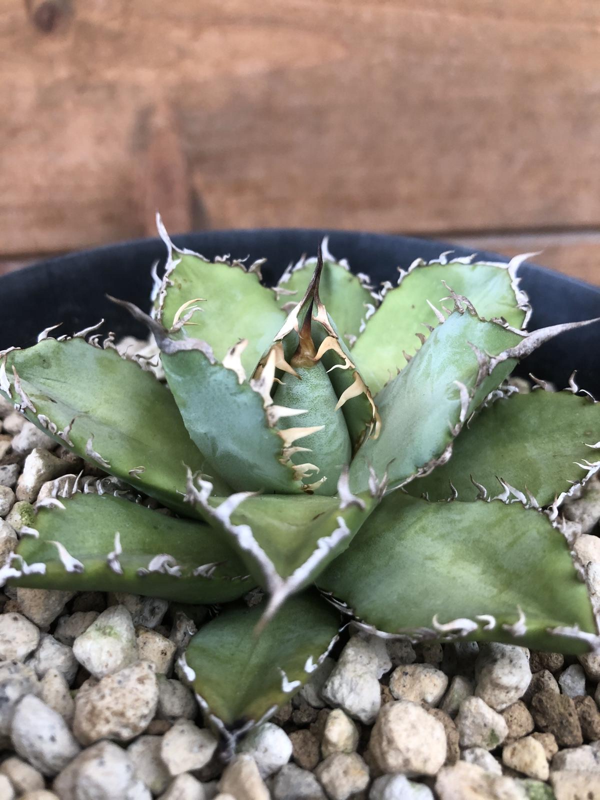 Agave Titanota Filigree 河野園芸