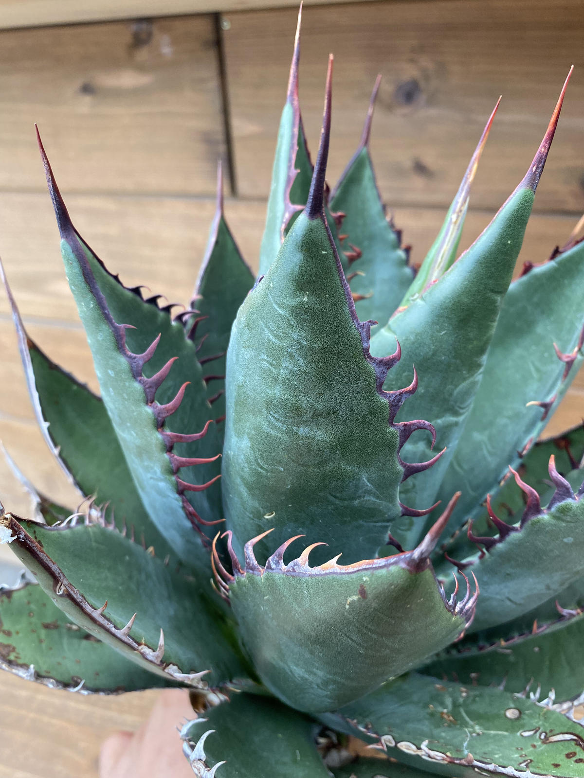 ジェレミー ハイブリッド　シャウィーオテロイ子株　ラスト Agave Hybrid Shawii x oteroi ハイブリッドアガベ