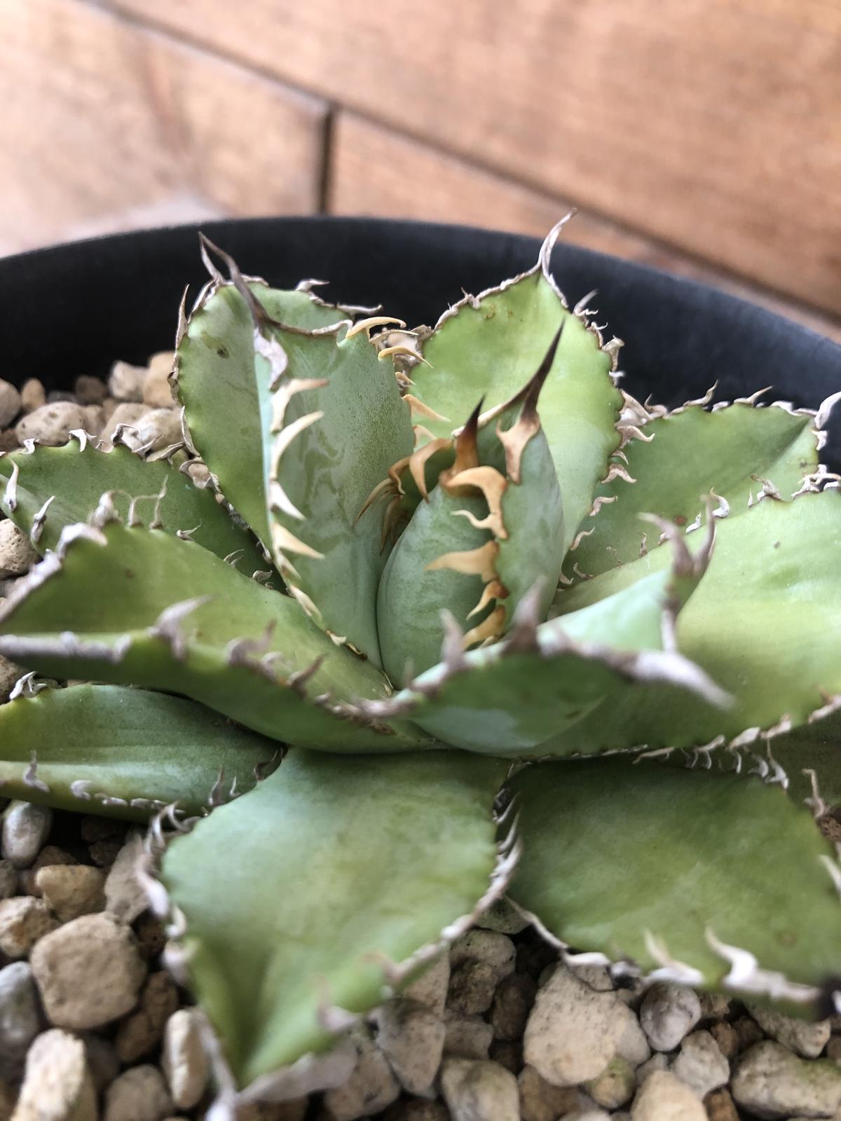 Agave Titanota Filigree 河野園芸