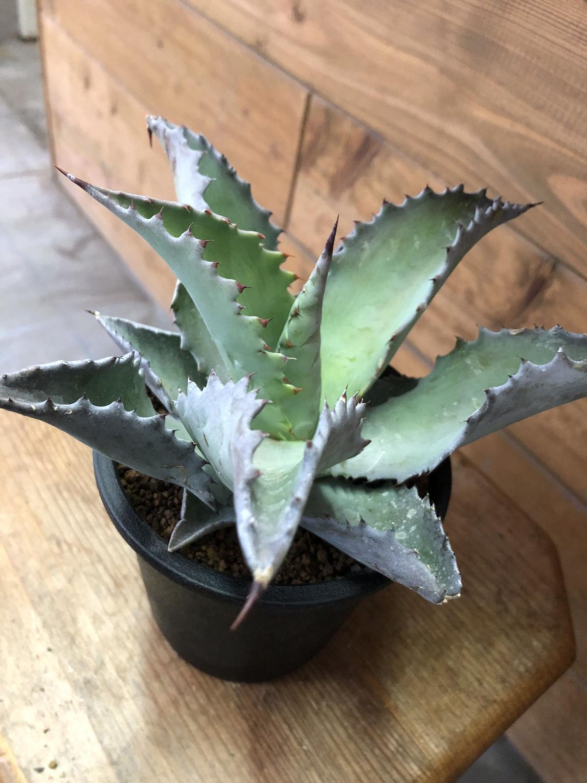 瑞峰堂謹製青銅製雲龍盛上細工水盤