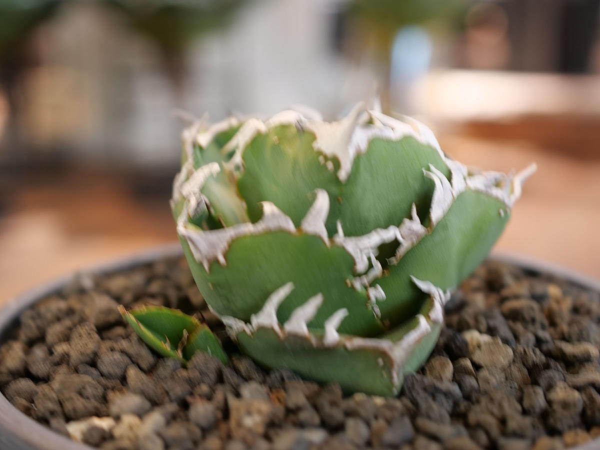 16 Agave titanota ”BEAST” アガベ ビースト /CACTUS GREEN