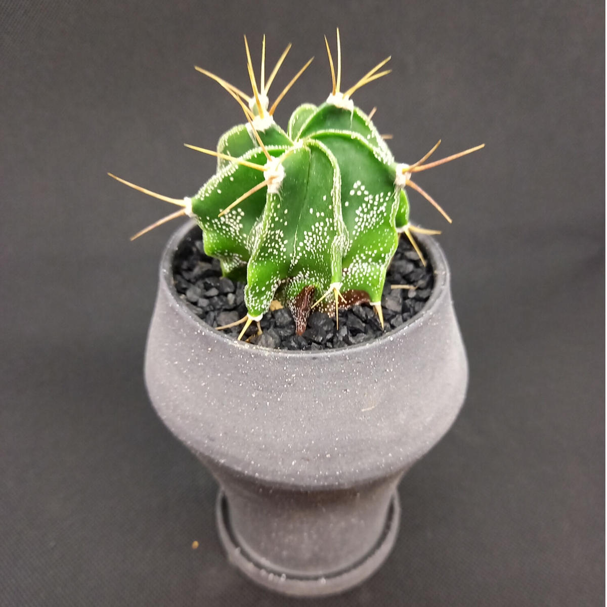 アストロフィツム般若 イオニアドラムハイ Kuku Plants