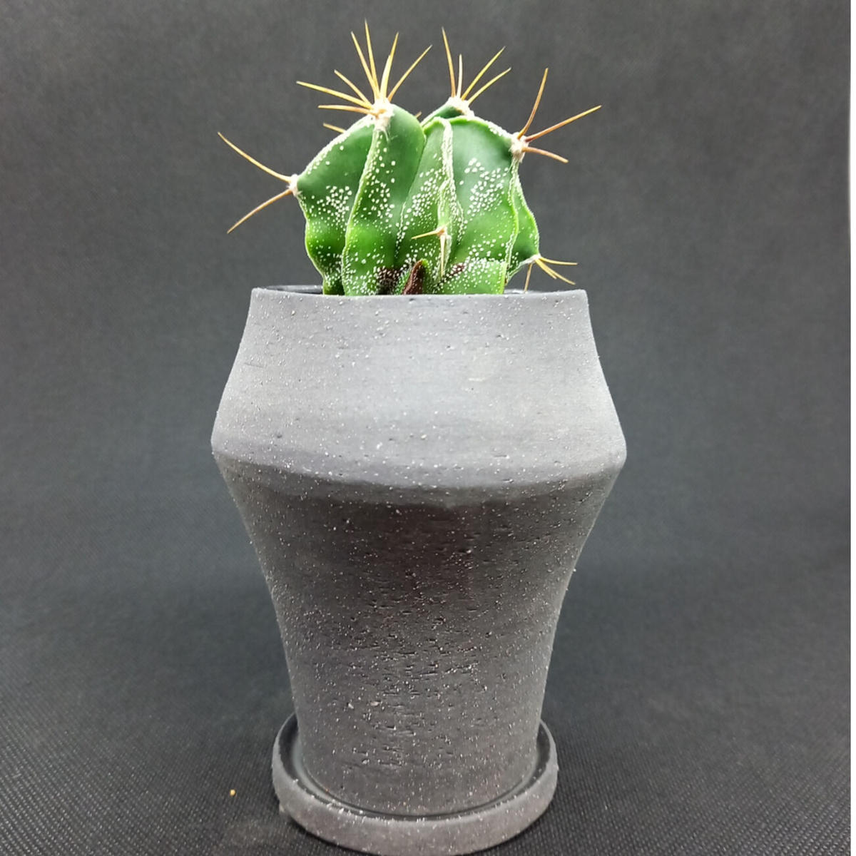 アストロフィツム般若 イオニアドラムハイ Kuku Plants