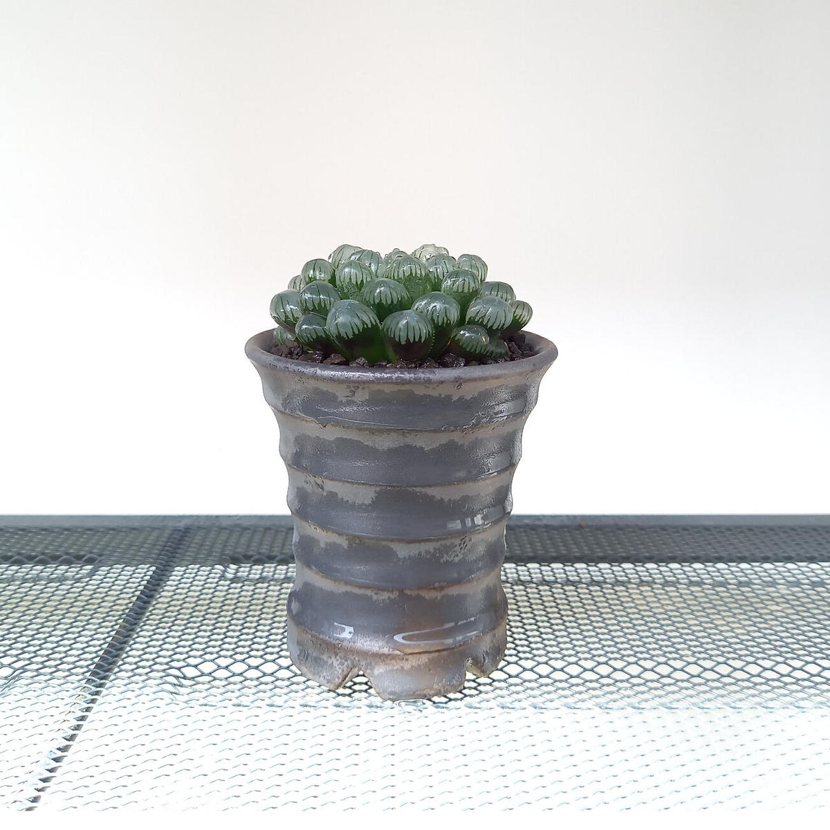 ハオルチア紫オブト紫小玉a Usagi C L Kuku Plants