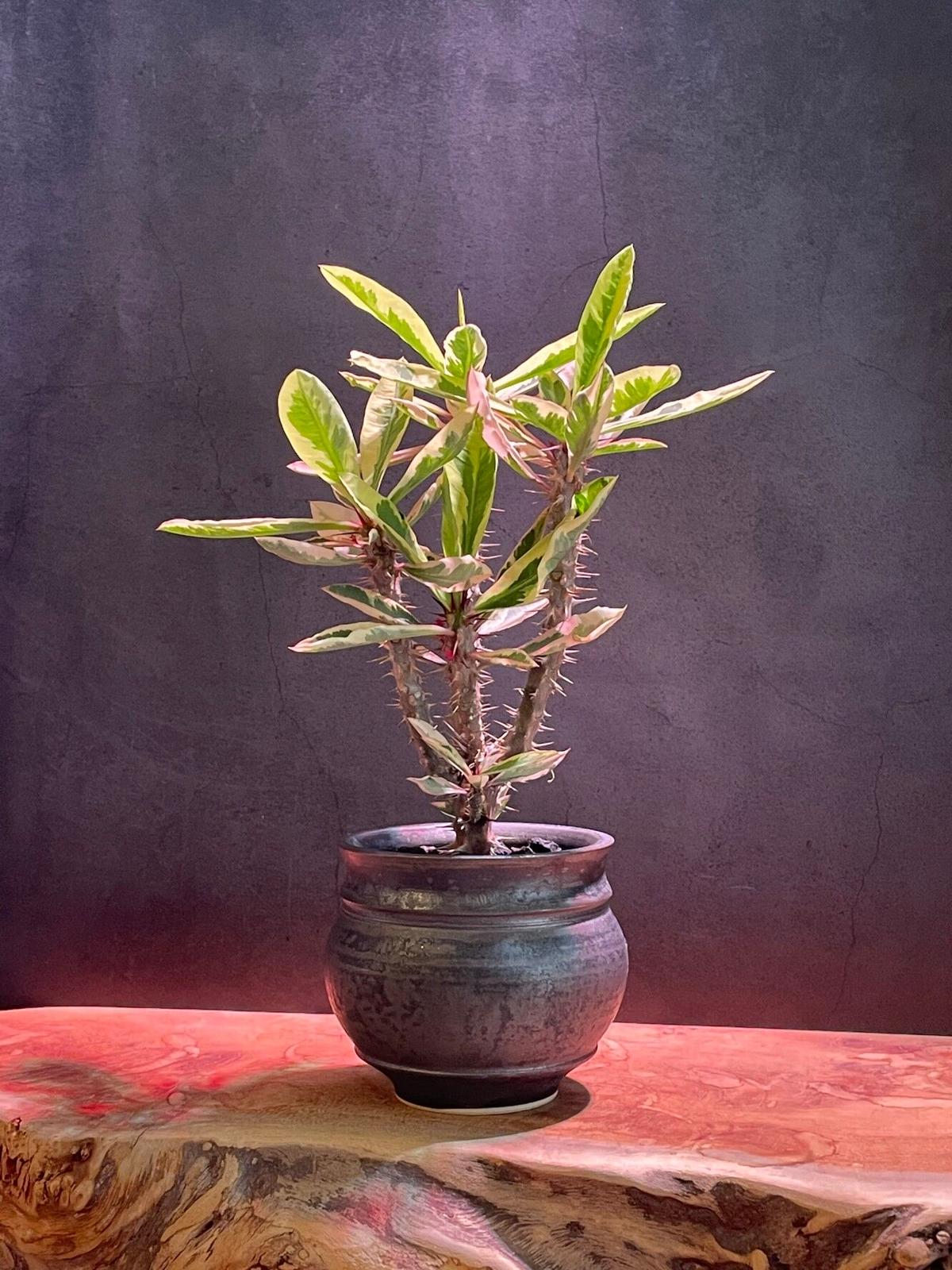 ユーフォルビア花キリン錦 Euphorbia Milii Variegata たけろうpot