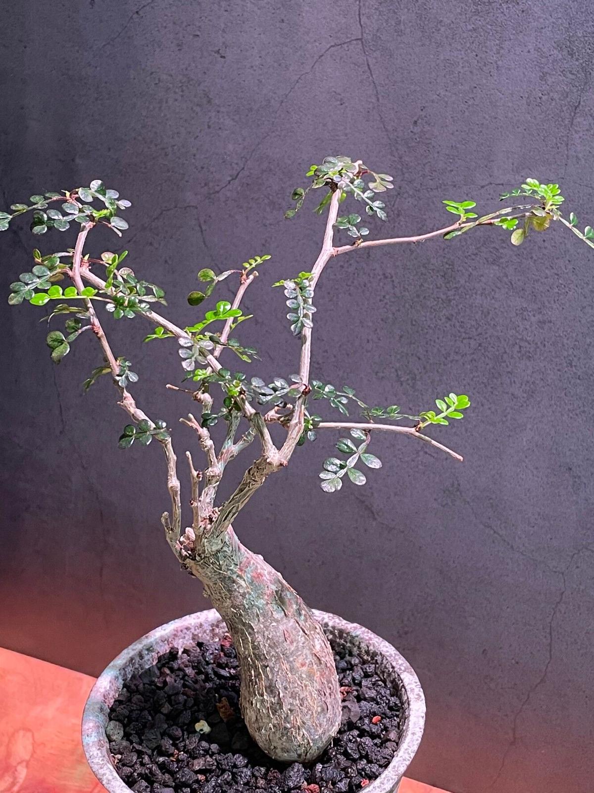 オペルクリカリアパキプス Operculicarya Pachypus たけろうポット フモ