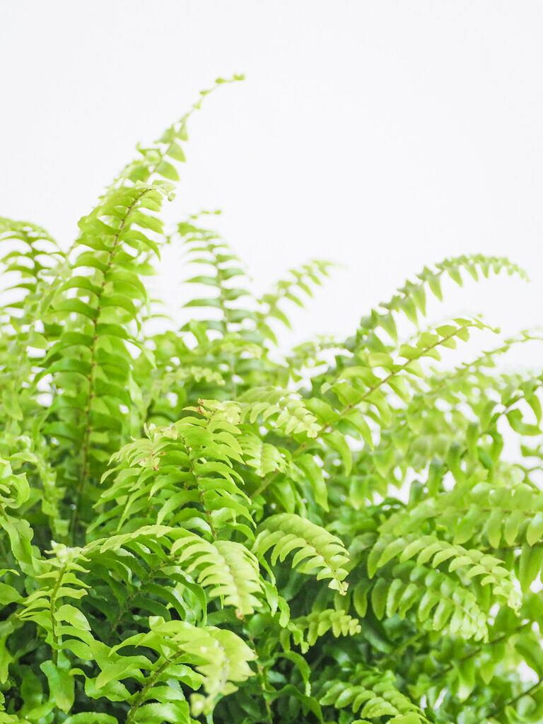 ネフロレピス ツデー ロクイチ植物店