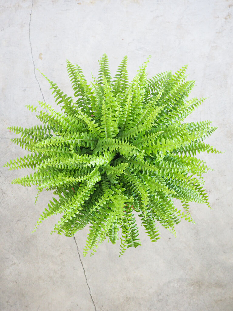 ネフロレピス ツデー ロクイチ植物店