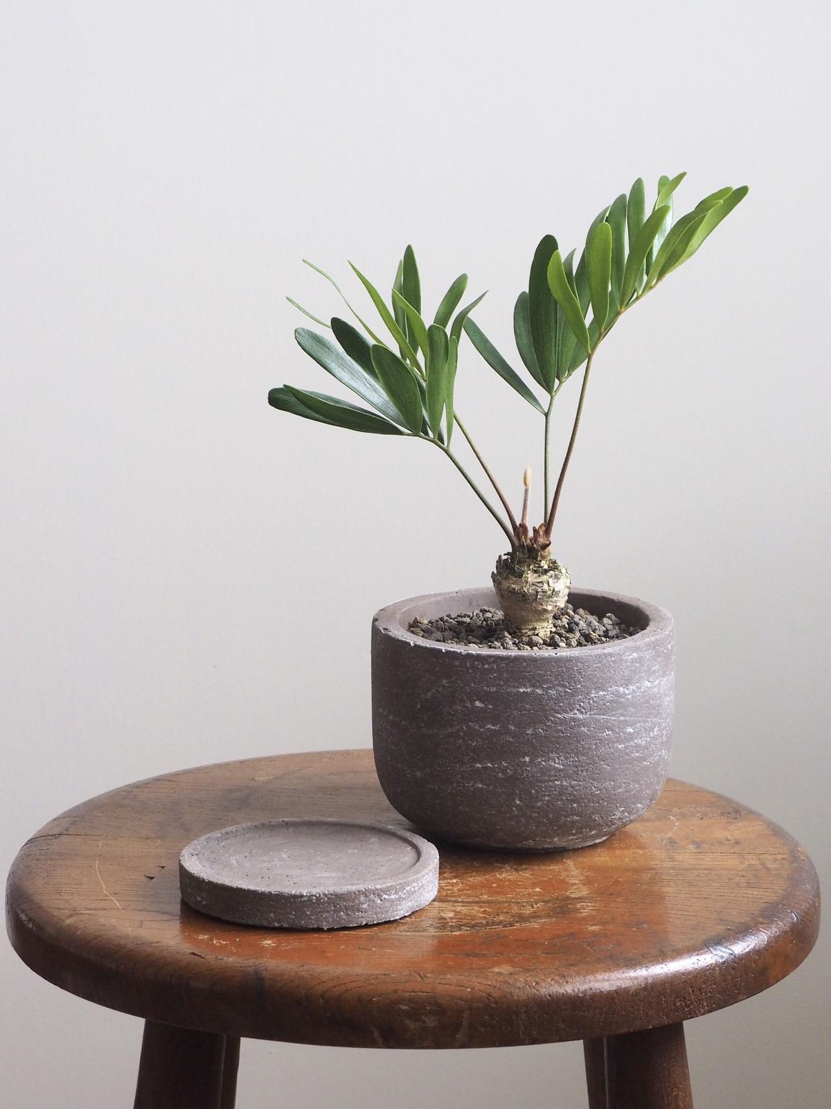 ザミア フロリダーナ ロクイチ植物店