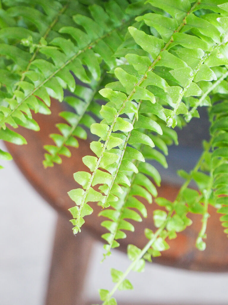 ネフロレピス ツデー ロクイチ植物店