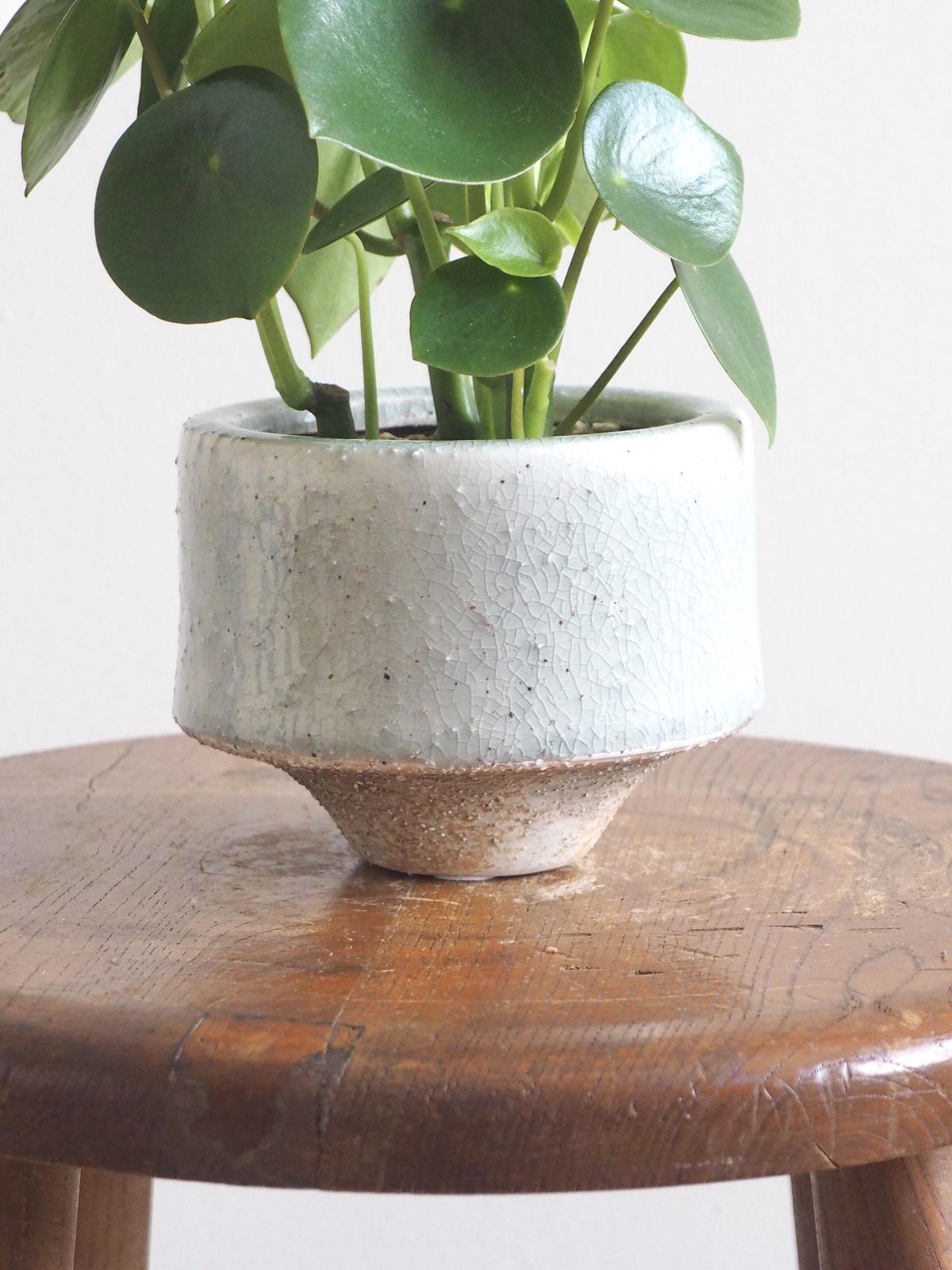 ペペロミア ジェイド ロクイチ植物店