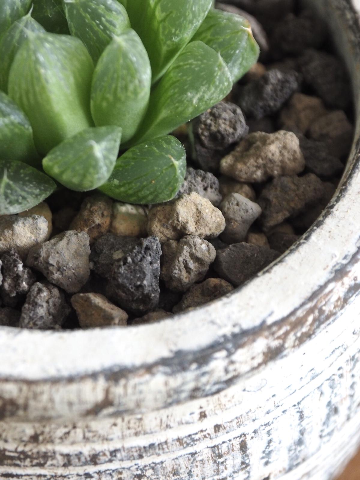 ハオルチア 光オブツーサ ロクイチ植物店 ハオルチア 光オブツーサ ロクイチ植物店