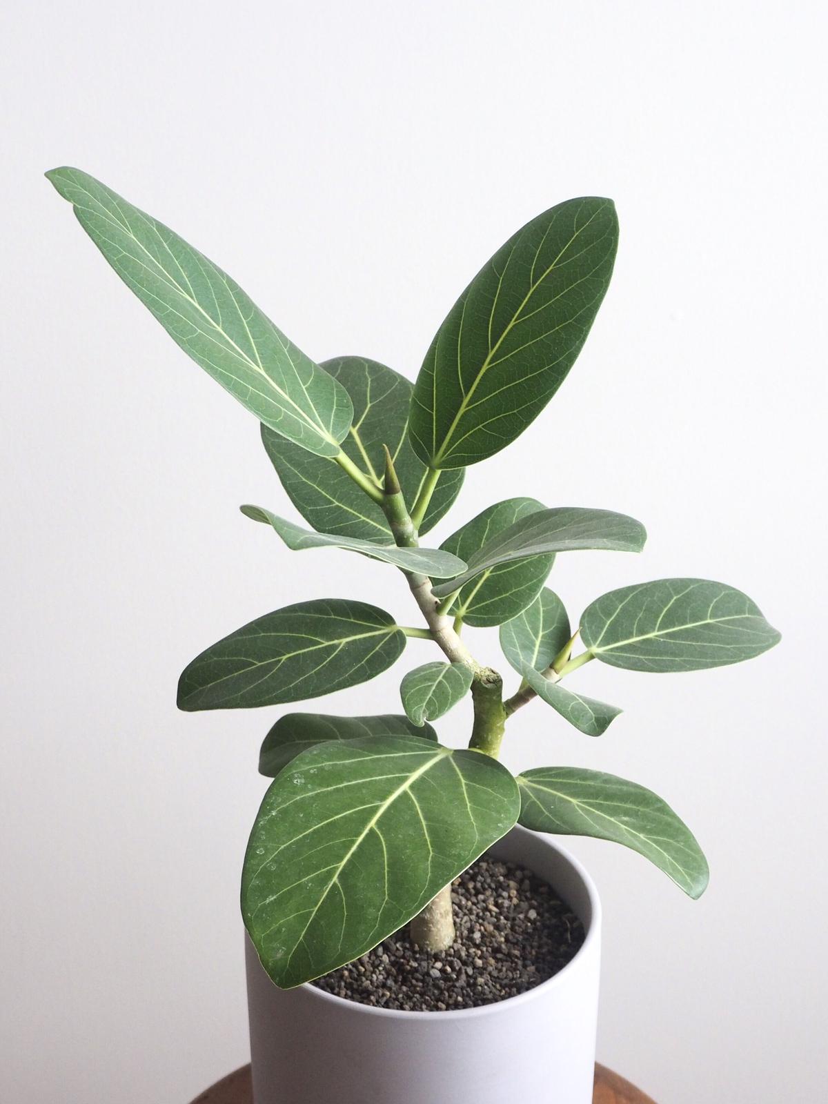 フィカス ベンガレンシス オードリー ロクイチ植物店