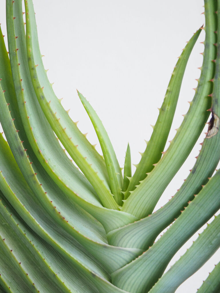 30 割引グリーン系春のコレクション アロエ ポリフィラ 2鉢セット 植物 観葉植物 インテリア 住まい 小物グリーン系 Mostracolor Com