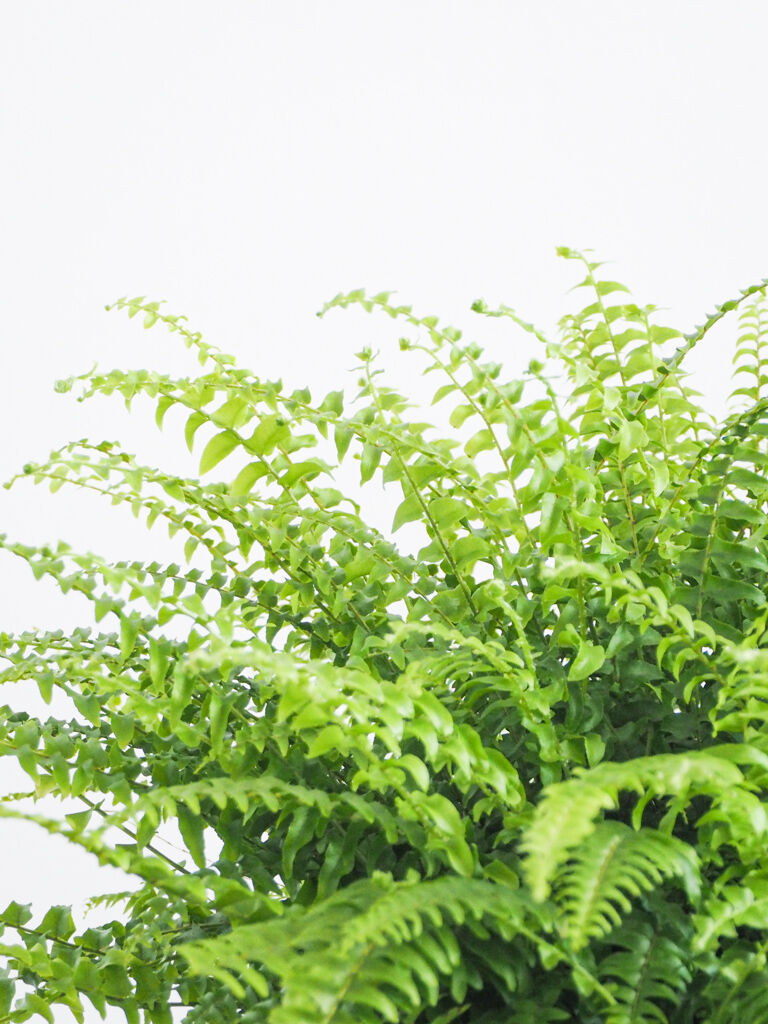 ネフロレピス ツデー ロクイチ植物店