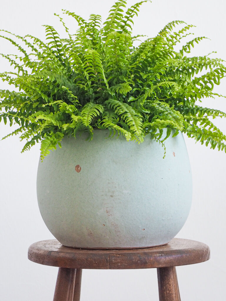 ネフロレピス ツデー ロクイチ植物店