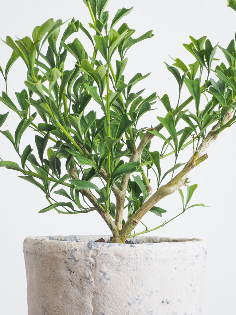 シェフレラ・トライアンギュラリス | ロクイチ植物店 シェフレラ・トライアンギュラリス | ロクイチ植物店