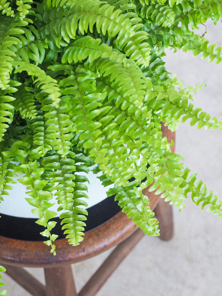 ネフロレピス ツデー ロクイチ植物店